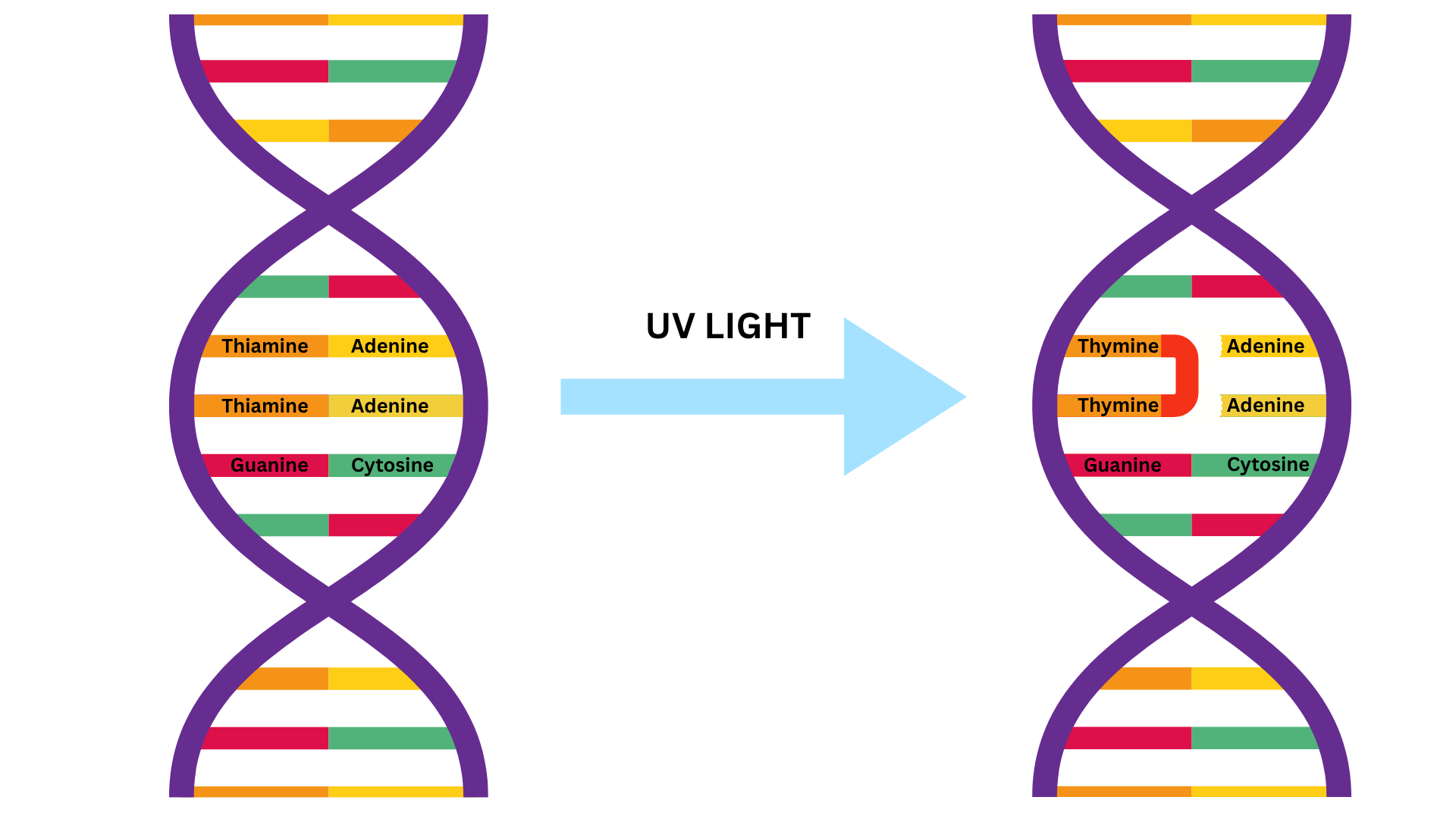 Diagram of ultraviolet light forming thymine dimers in a DNA strand