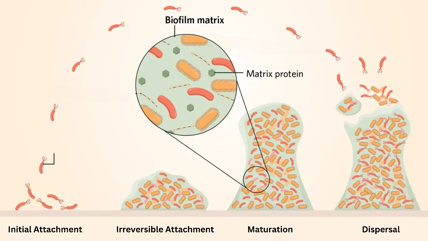 The biofilm lifecycle: initial attachment, irreversible attachment, maturation and dispersal, where parts of the biofilm break off and release microorganisms to colonise new surfaces
